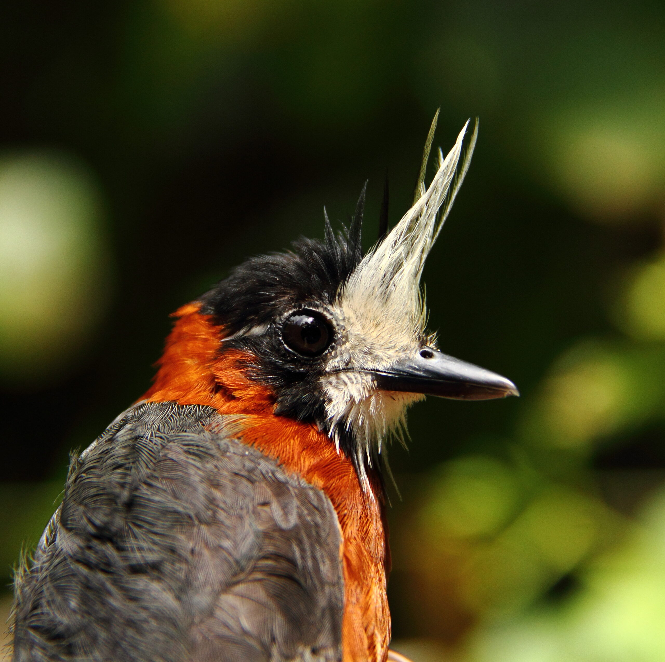 Por que as aves estão desaparecendo mesmo em áreas preservadas da Amazônia